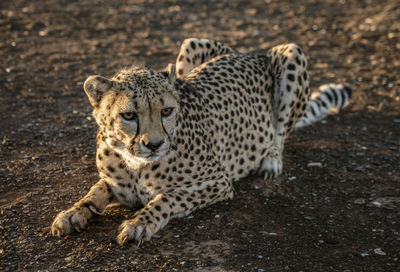 Portrait of cat on land