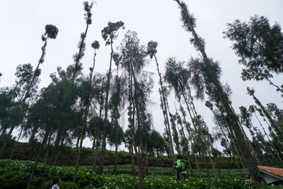 Low angle view of trees on field against sky