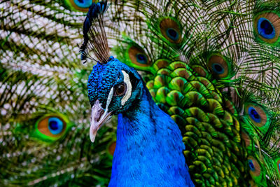 Close-up of peacock