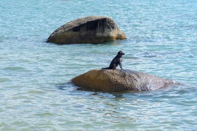 High angle view of duck swimming in sea