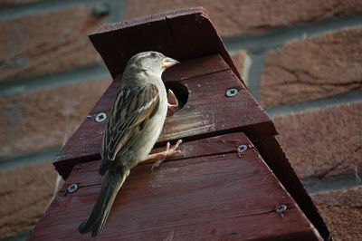 Low angle view of sparrow with young bird on bird house