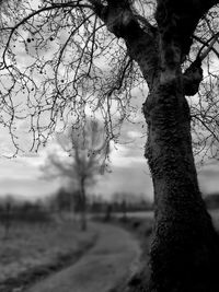 Close-up of tree against sky