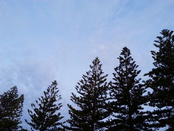 Low angle view of pine trees against sky