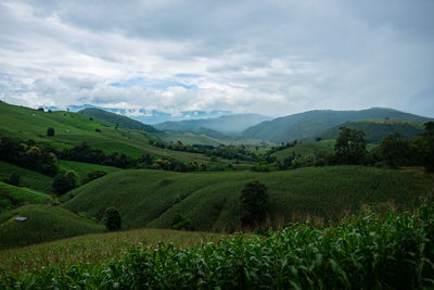 Scenic view of agricultural field against sky