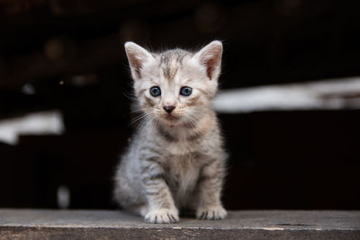 Portrait of adorable little cat