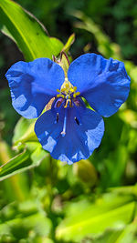 Close-up of purple flowering plant