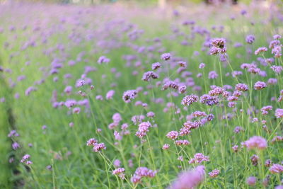 Close-up of flowers blooming in field