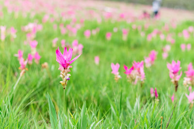 Close-up of pink crocus flowers on field