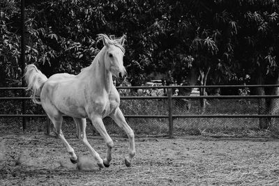 Horse standing in ranch