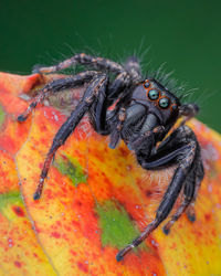 Close-up of jumping spider, maybe evarcha species