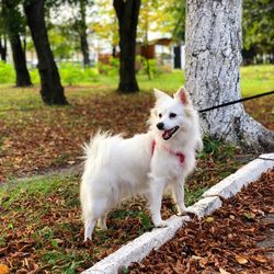 White dog in park