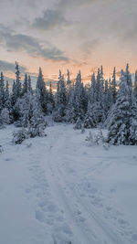 Snow covered land and trees against sky during sunset