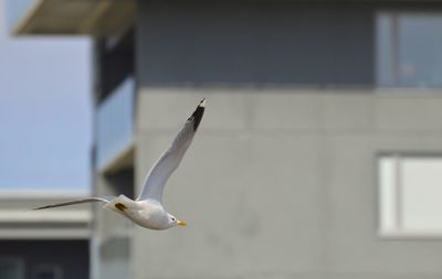 Seagull flying in a building