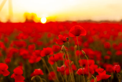 Close-up of red poppies on field against sky during sunset