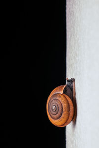 Close-up of snail on wood against black background