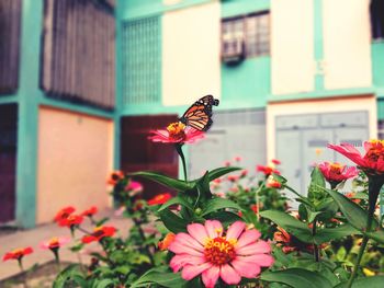 Close-up of butterfly pollinating flower