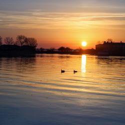 Silhouette swans swimming in lake against sky during sunset