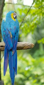 Rear view of blue macaw perching on branch