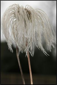 Close-up of plant against blurred background