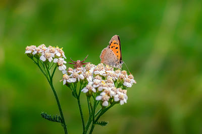 Close-up of butterfly pollinating on flower