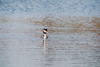 View of great crested grebe  in lake