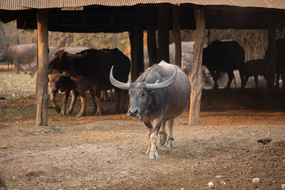 Cows standing in a field