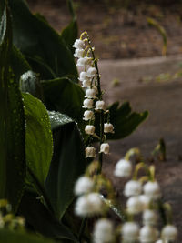 Close-up of plant