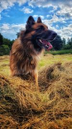 Dog looking away on field