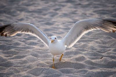 Seagulls flying above land