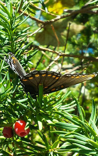 Close-up of butterfly perching on tree