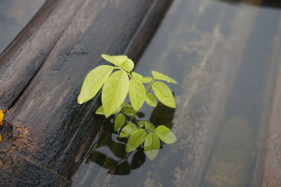 High angle view of plant leaves on wood
