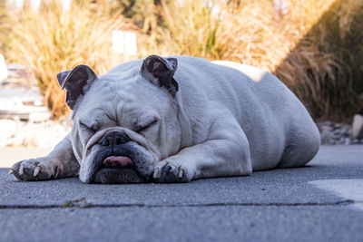 Close-up of dog sleeping