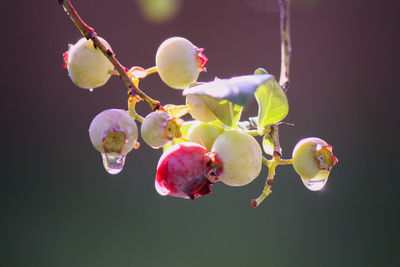 macro photography