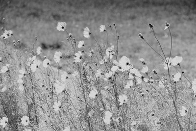 Close-up of flowers blooming on field