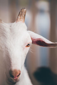 Portrait of white horse