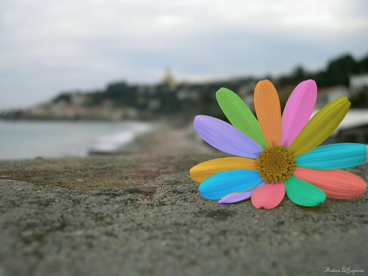 flower, selective focus, beach, focus on foreground, surface level, fragility, petal, beauty in nature, close-up, nature, sand, purple, water, tranquility, freshness, shore, outdoors, flower head, no people, day