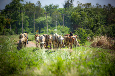 Cows on field against trees