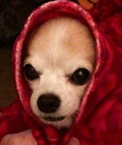 Close-up portrait of a dog