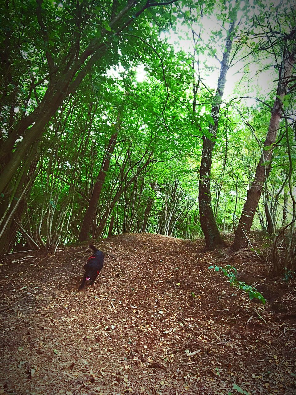 FOOTPATH PASSING THROUGH FOREST