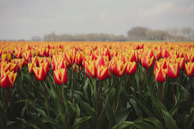 Close-up of yellow flowering plants on field against sky