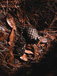 Close-up of pine cones on field in forest