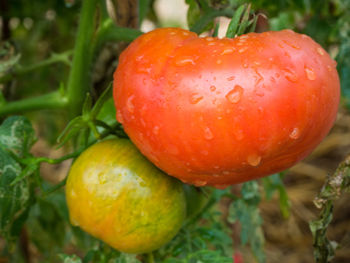 Close-up of wet tomatoes