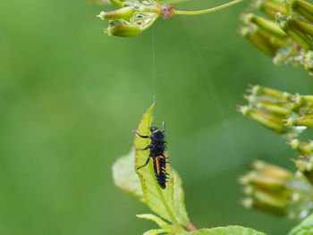 Close-up of insect on flower