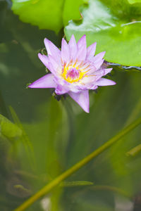 Close-up of water lily blooming outdoors