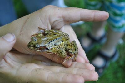 Midsection of person holding frog