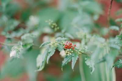 Close-up of red flowering plant