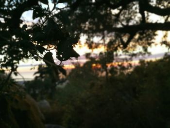 Close-up of silhouette tree against sky