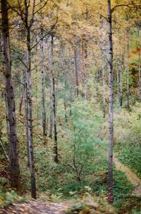 Trees in forest during autumn