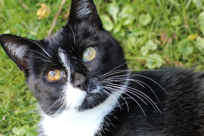 Close-up portrait of black cat