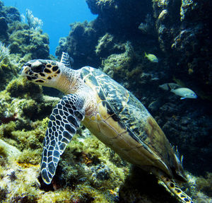 Turtle swimming in sea